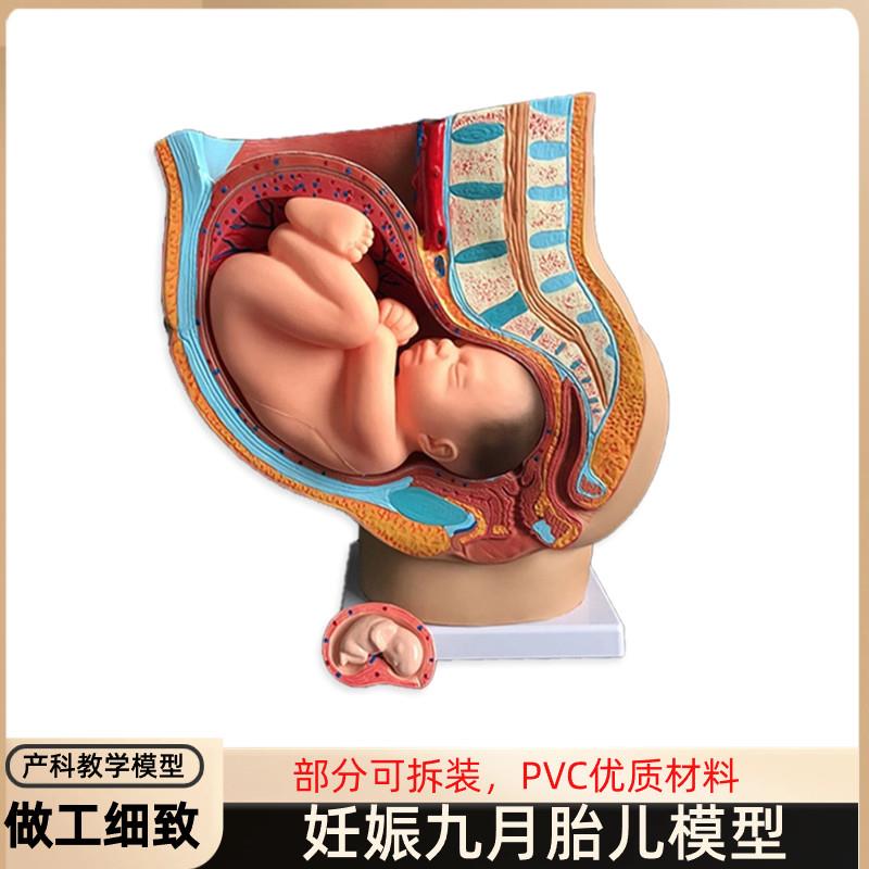 胎儿模型女性九月子宫生殖教育A科普解剖妇产科模具盆腔发育怀孕