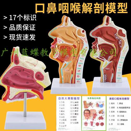 鼻腔解剖模型 耳鼻喉科模型 鼻腔模型D 鼻子模型 口鼻结构模型医