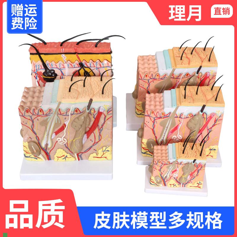 50倍皮b肤模型人体皮肤结构组织放大解剖医学立体表皮层次皮肤美