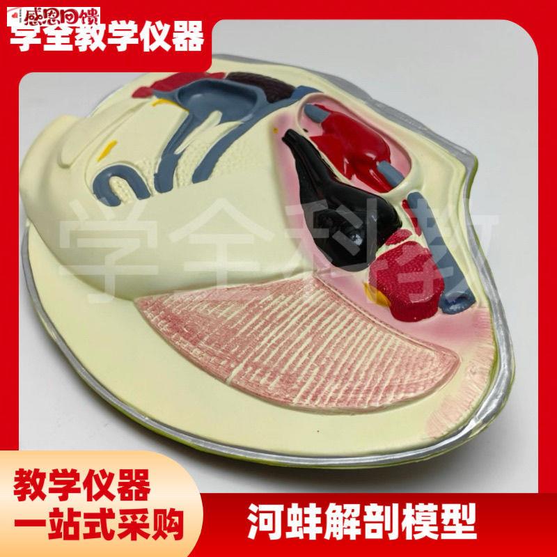 河蚌解剖模E型中学生物课教具大型结构水产品软体动物教学演示教