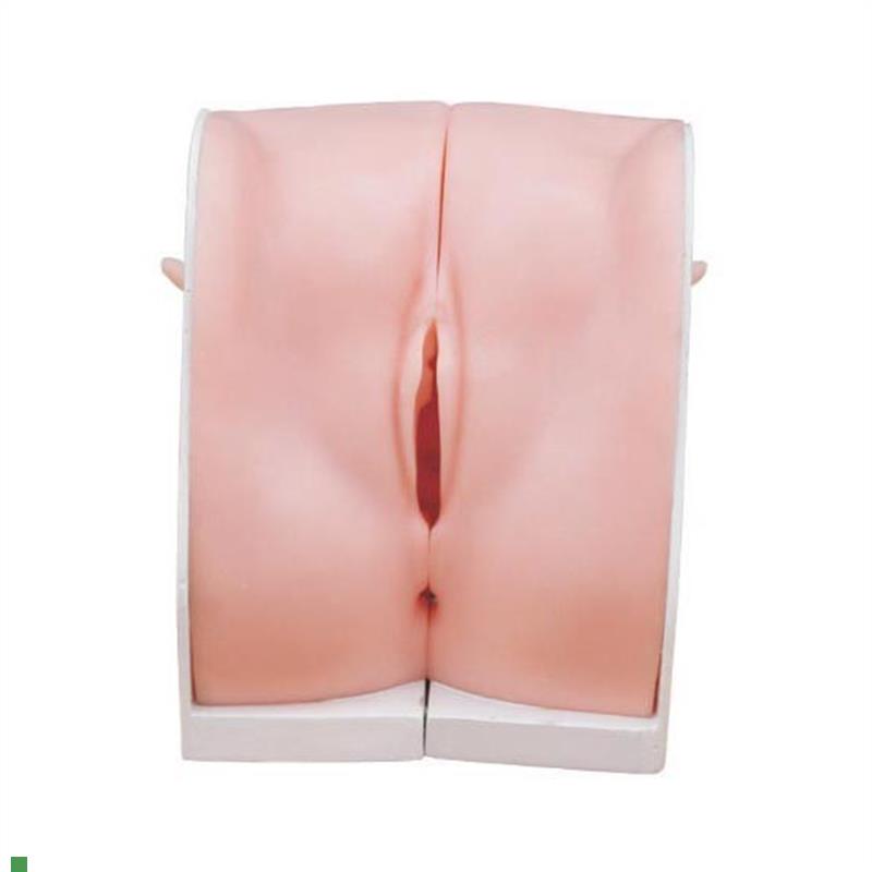 妇科避孕指导模型上X环练习模具