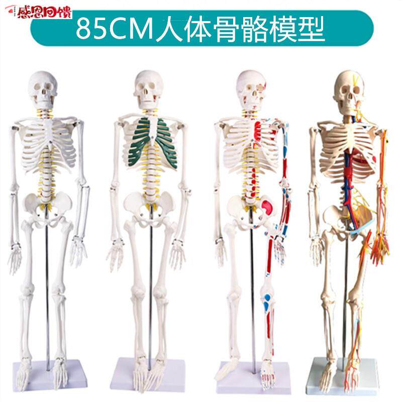 人体全身骨架模型85cm人体骨骼模型 170cm成人小q骷髅脊椎教学模