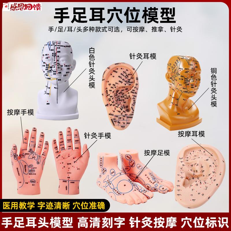 穴位足部底耳模耳朵手经络手部小儿推拿针灸J按摩反射中医教学模