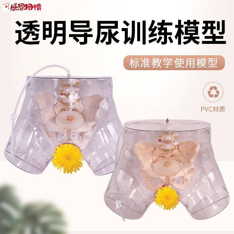 高级透明女性导尿模型 导尿术技能操作训练模型T 插尿管医学用模