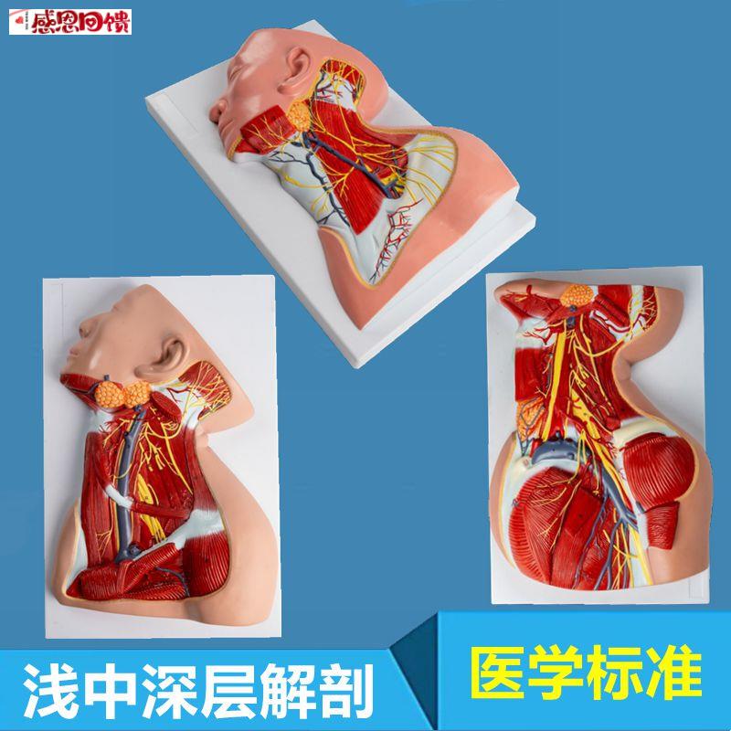 颈部深层肌肉W模型局部解剖麻醉教学外科手术入路浅表肌层神经血