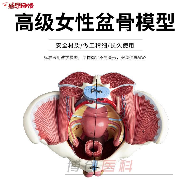 自然大1:1 高级女性盆骨附x生殖器官与血管神经肌肉模型4配件包