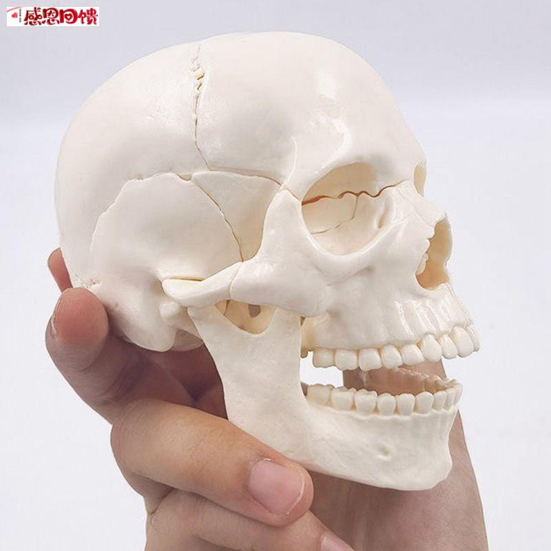 康泰解剖模型15部件颅骨f拆卸拼装牙科考试口腔医师美术装饰艺考