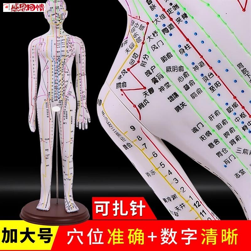 针灸穴位人体模型全身中医十二经络图铜人模特图w可扎针练习小皮