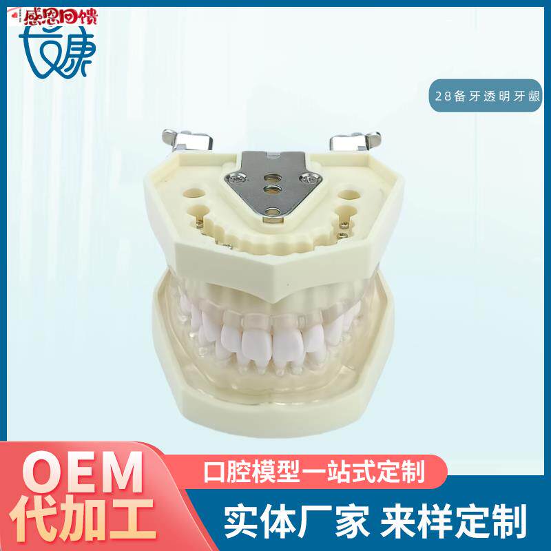 口腔教学牙齿模型 牙科可拆卸28h备牙模型练习软牙龈28颗树脂