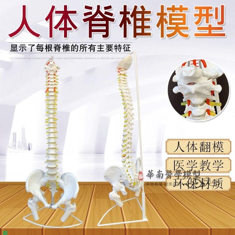 医学人体脊柱模型人体骨骼大脊椎成C人1:1带颈椎胸椎尾椎椎骨骨盆