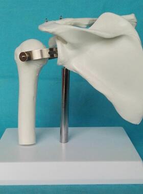 人体1:1肩关n节模型骨骼骨架医用教学讲解