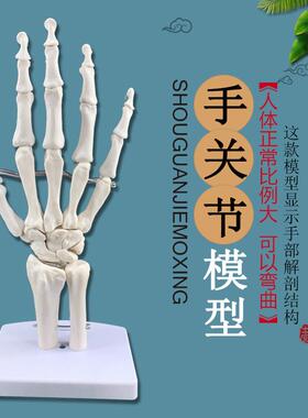 手关节模型手骨骼模型手关x节教学模型手解剖模型示教模型
