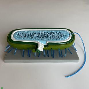 细菌模型鞭毛细胞壁o中学实验仪器学校教育装备生物器材医用微生