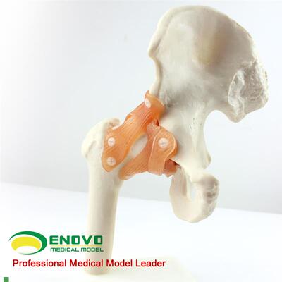 ENOVO颐诺人体髋关节股关节模型人体骨骼K模型运动骨骨科科髋关节