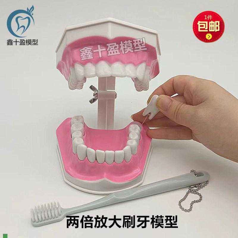 牙科两倍刷牙模型标准牙齿牙模教学假牙幼儿S园刷牙口腔模型