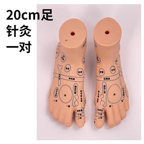 男性泌尿c生殖系统解剖模型