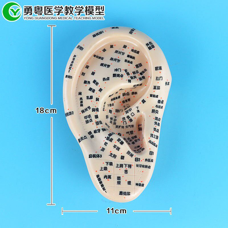 中医刻字耳朵穴位模型按摩针灸耳穴学H习按压耳部反射点区大右耳