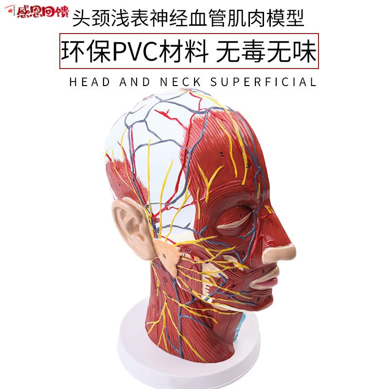 政河人体头浅表结构解剖模型脑袋表层血管神经矢状e医院学校教学