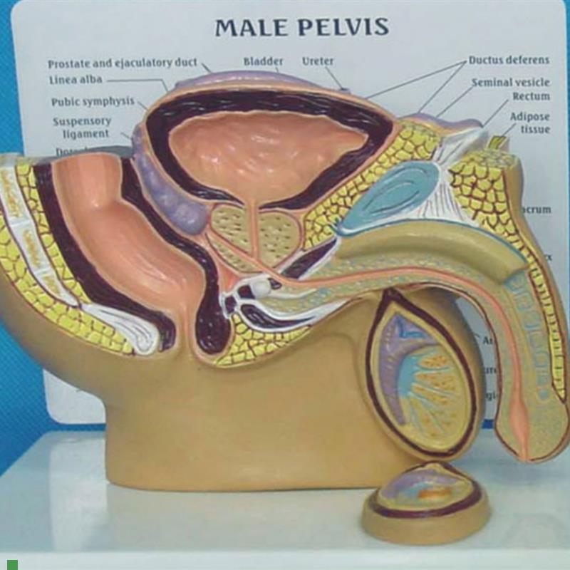 男性生殖器泌尿系统腹腔解剖模型睾丸前列腺膀V胱肠男科盆腔