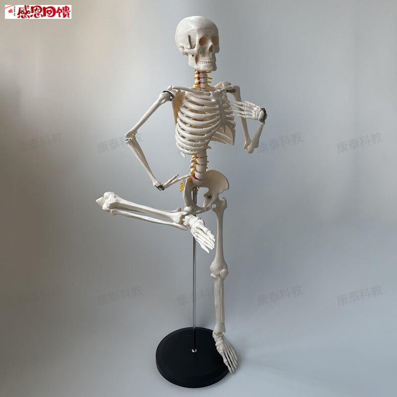 康泰人体骨骼模型85厘W米高仿真骨架四肢关节瑜伽培训美术医用装