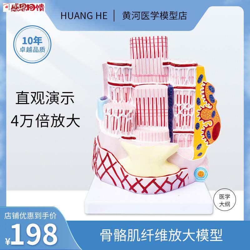 人体骨骼肌纤维解剖N教学模型人体器官结构医院学校用演示学习教