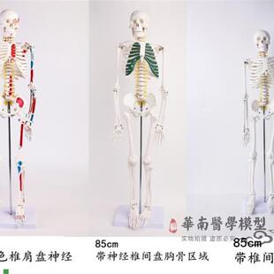 人体骨骼模型85CM肌肉着色A骨架模型骨骼标本骨架附血管神经