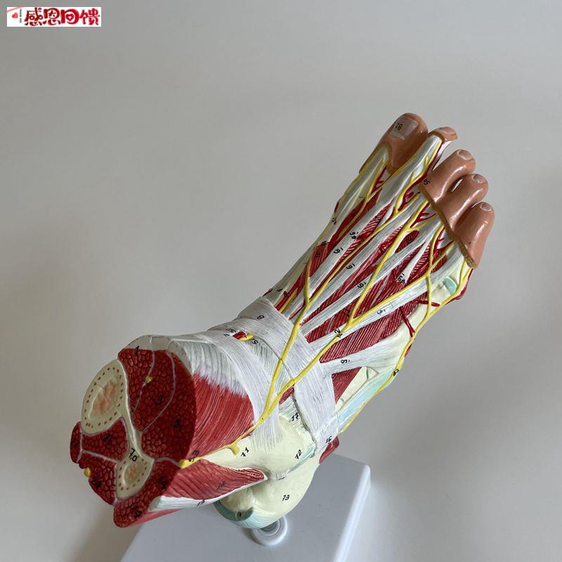 脚解剖模型 足底肌可拆卸 踝关节胫腓Y骨肌肉 筋膜 韧带 关节骨
