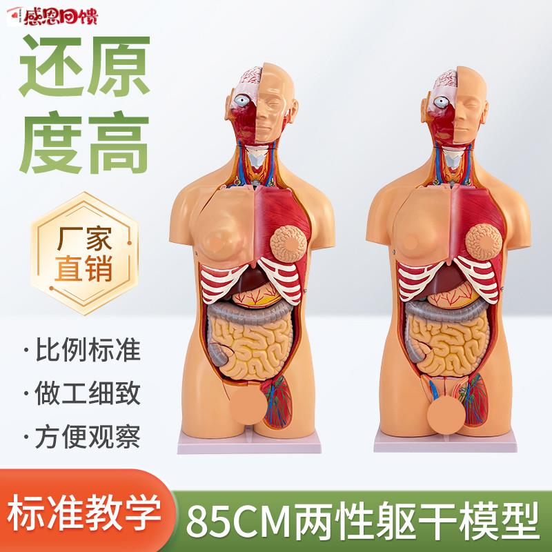 85CM.男性躯干19件人体器官解剖模型 蓝蝶品牌医学内脏肌肉解剖教