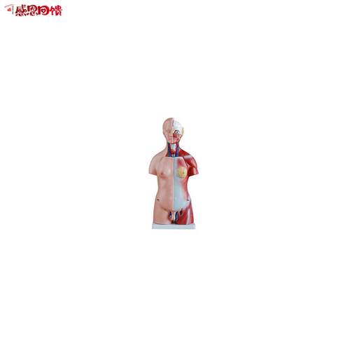 45CM 两性躯干模型23件/B人体躯干模型/人体解剖模型/人体躯干解