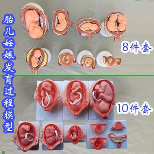 胎儿妊娠发育过程模型8件套1z0件套医学教具人体骨骼医用婴儿生殖