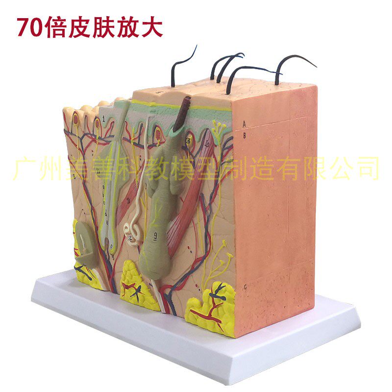 50倍放大人体皮肤组织结t构解剖美容微整立体皮肤模型皮肤切面模