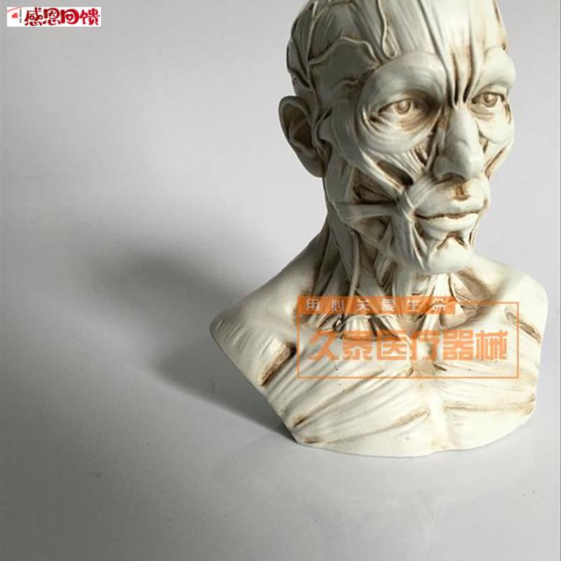 艺用人体骨骼模型美术肌肉像绘画解K剖人头骨架结构教学图医用头