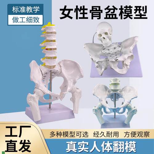 自然大女性骨盆标本模型髂骨坐骨耻E骨产后康复盆底肌教学演示模