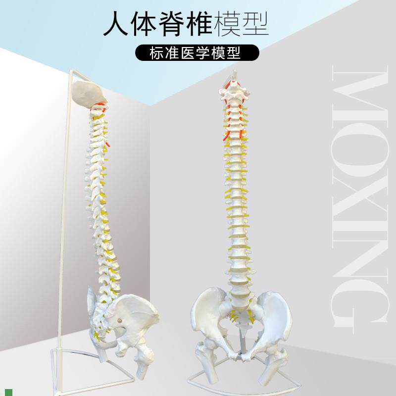 人体脊柱模型85CM成人1:1比例自然大脊椎模型带颈U椎胸椎尾椎盆骨