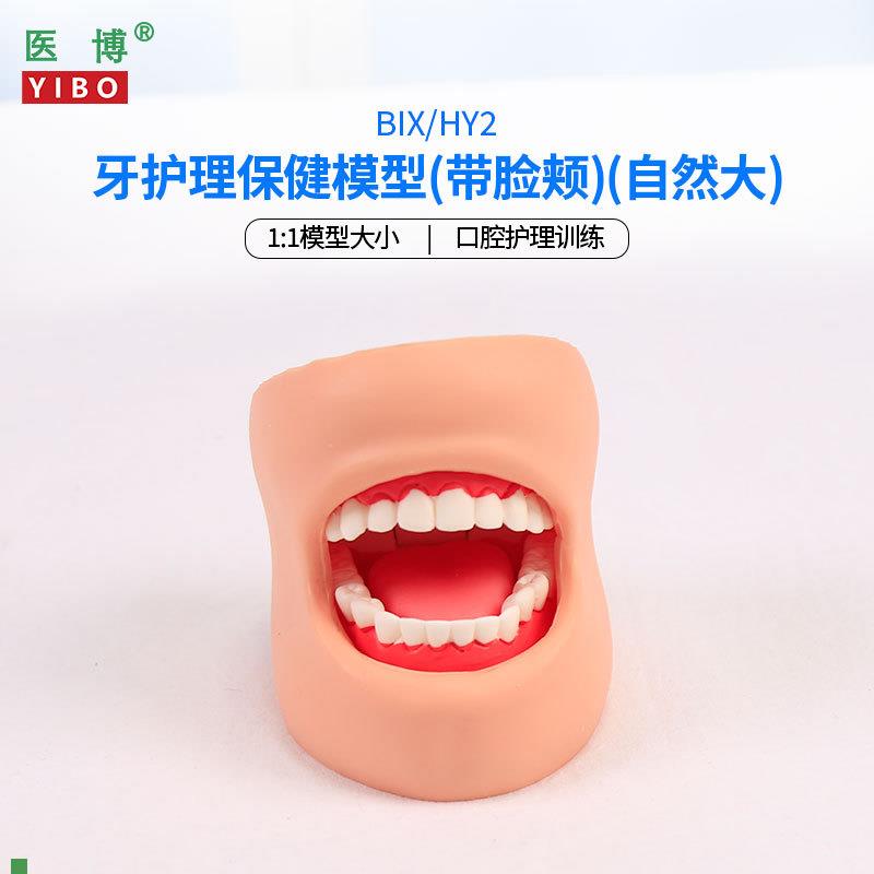 医博BIX-HY2牙齿保健n护理模型带脸颊正常大小1比1牙齿模型口腔护