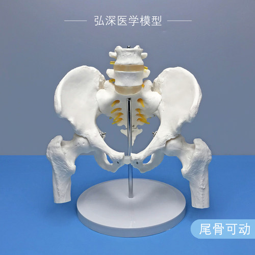 人体骨盆带二节腰椎模型尾v骨骼可活动股骨盆骨科关节神经医学教