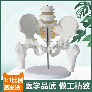 二节腰椎带盆骨模型1比1真实倒模助产H示教产后修复家政培训正骨