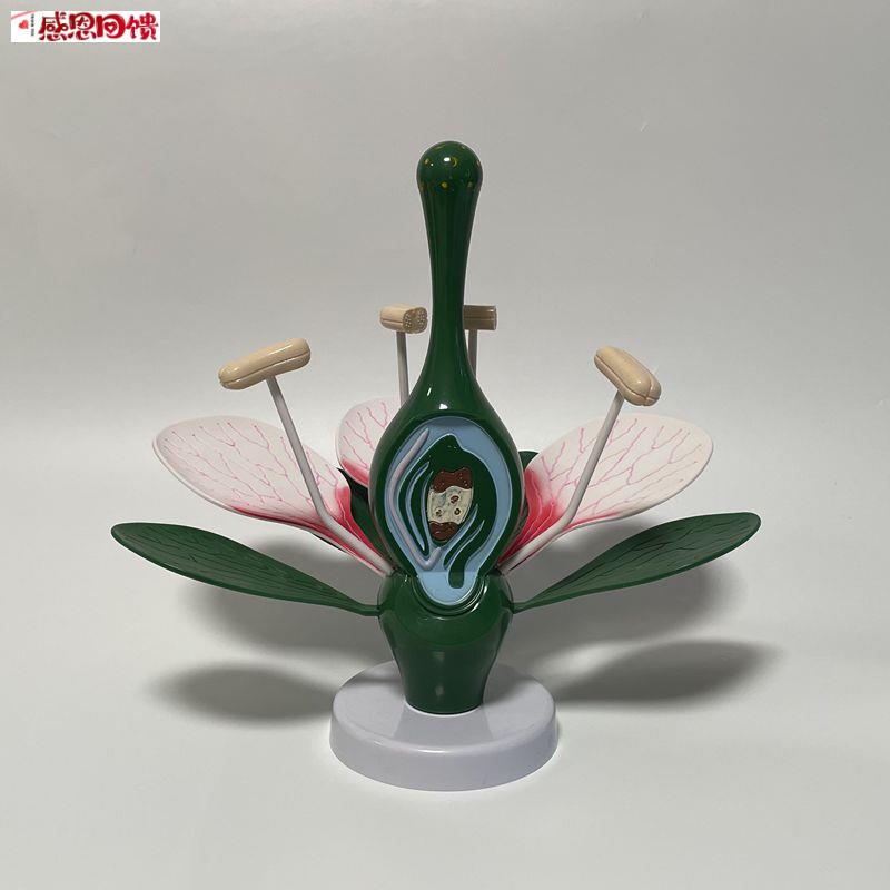 康泰桃花模型q双子叶花蕊子房拆卸植物细胞园艺展示生物课教学器