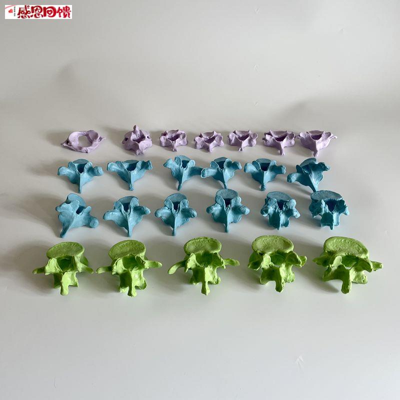 人体脊柱可拆卸散骨椎i体模型颈椎胸椎腰椎正骨小针刀骨科医学教