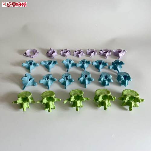 人体脊柱可拆卸散骨椎i体模型颈椎胸椎腰椎正骨小针刀骨科医学教