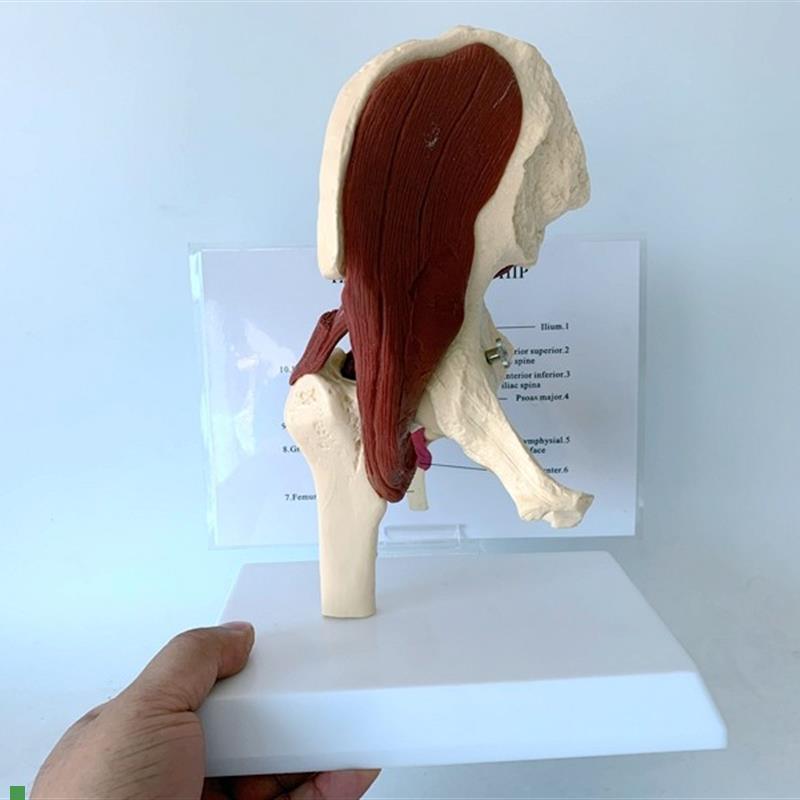 人体髋关节d肌肉韧带功能模型盆骨运动肌肉解剖骨骼骨架骷髅教具