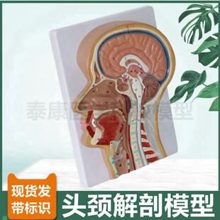 头颈解剖b模型正中切颅脑口鼻腔咽部喉咙气管鼻咽喉面部微整形肌