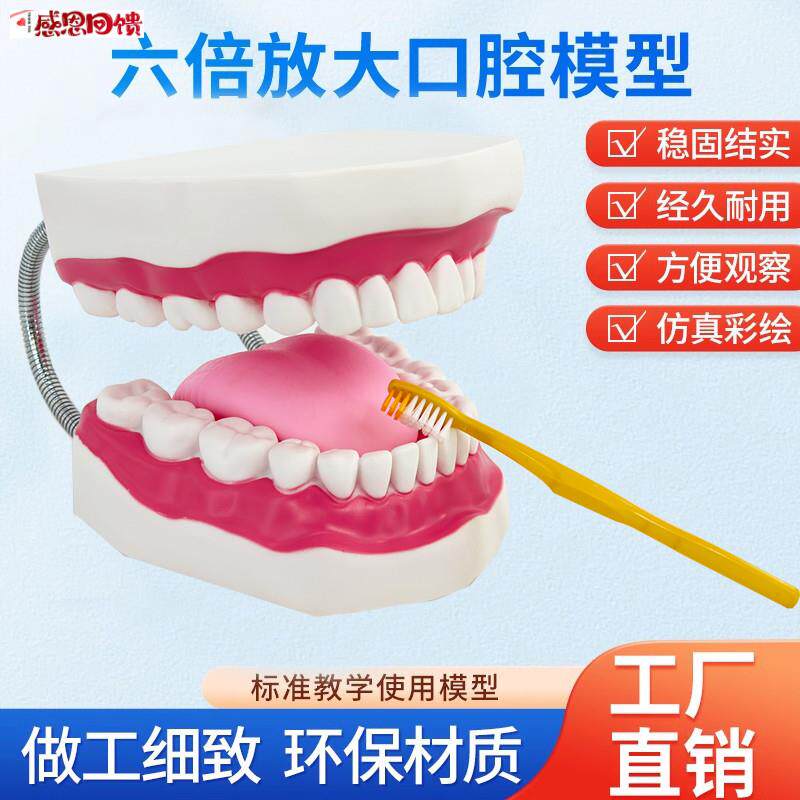 牙护理保健模型大号牙齿清洁教学模具 6倍放大 E口腔护理牙模