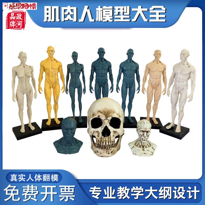 政河肌肉人模型艺术生用雕塑刻绘画素描临摹健身w房摆件人体教学