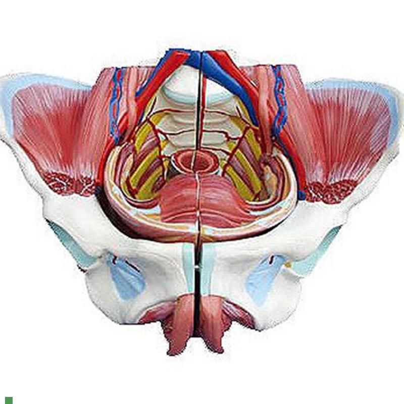 高级女性骨盆附l生殖器与血管神经模型人体解剖医学标本