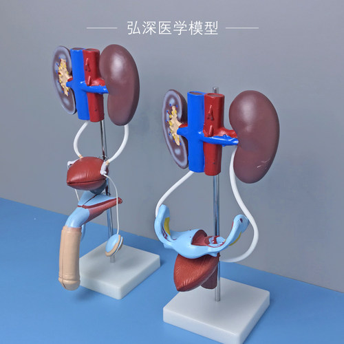 人体泌尿生殖系统模型男性女性肾脏解剖膀胱输尿管T结构造医学教