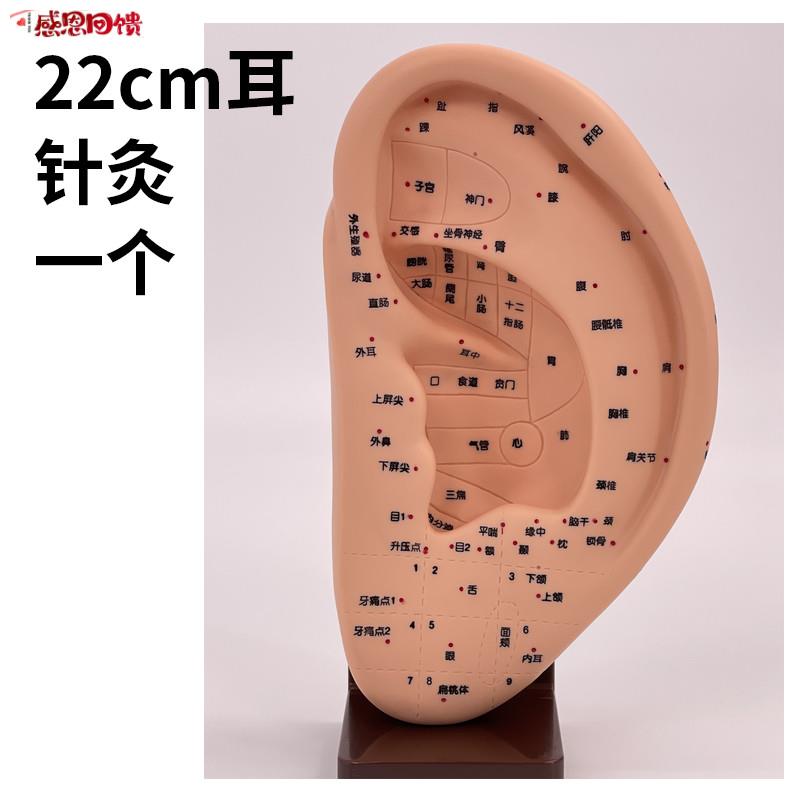 22cm超清晰H穴位刻字耳穴模型 耳部针灸穴位模型耳朵耳廓按摩理