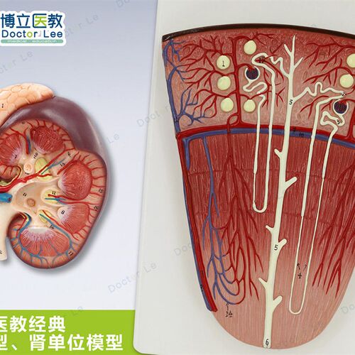 肾与肾单位模型 泌尿系统解剖结B构模型 放大肾 医学肾脏用模型