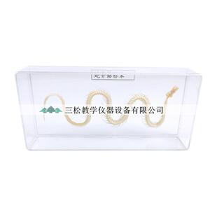 蛇骨骼标本蛇骨架拼接模型爬行B动物教学科研展览中小学幼教配套