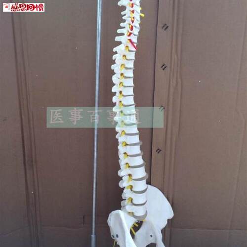 人体脊椎模型带骨盆股骨 人体骨骼 挂式u脊柱医用 脊柱模型局包